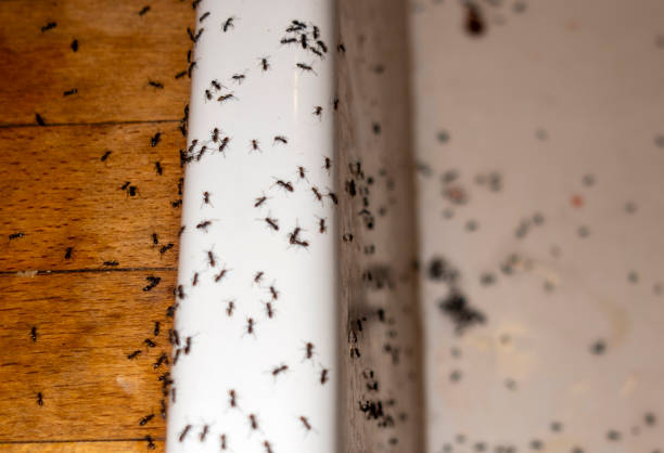 Best Residential Pest Control  in Chelsea, AL