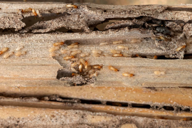 Best Best Pest Control Companies  in Chelsea, AL